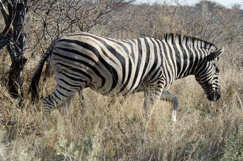 151 - Namibia - cebra - parque nacional de Etosha